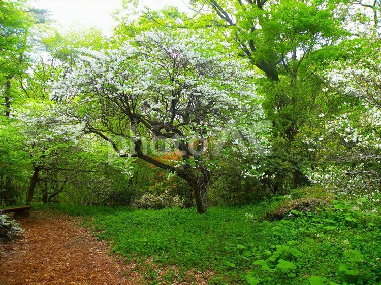 赤城自然園の春　群馬県渋川市 赤城自然園,白,花の写真素材