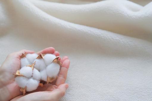 コットンフラワーを持った手元 コットンフラワー,手元,手の写真素材