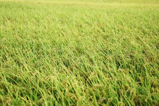 Autumn rice ready for harvest, JPG