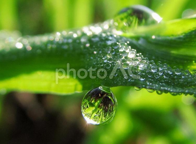 水滴と緑の葉の風景 水滴,しずく,雨の写真素材