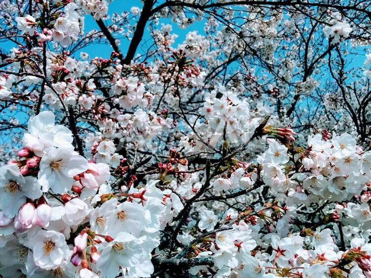 桜59　精神の美　cherryblossoms 桜,サクラ,さくらの写真素材