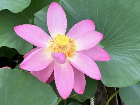 水滴る大賀ハスの花 水滴る大賀ハスの花の写真
