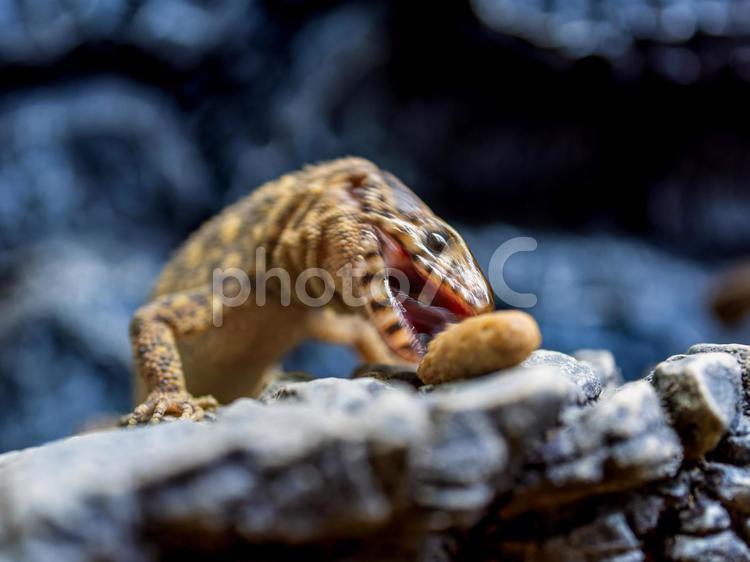 餌を食べるイボヨルトカゲ イボヨルトカゲ,爬虫類,動物の写真素材