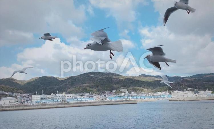 カモメと並走 鳥,カモメ,海の写真素材