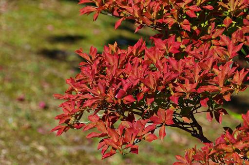 色づくドウダンツヅジ 色づくドウダンツヅジ ドウダンツツジ,灯台躑躅,満天星の写真素材