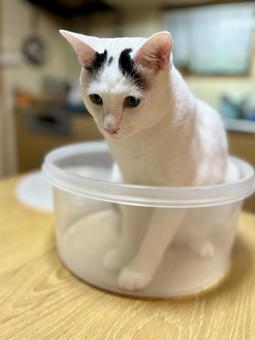 タッパーに入ったオトちゃん タッパーに入ったオトちゃん ねこ,可愛い,ペットの写真素材