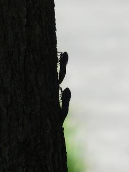縦に並んだ2匹のアブラゼミのシルエット 縦に並んだ2匹のアブラゼミのシルエットの写真
