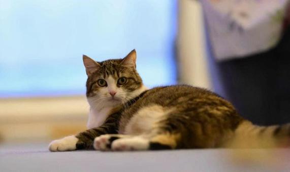 可愛いミケ 可愛いミケ ネコ,ペット,動物の写真素材