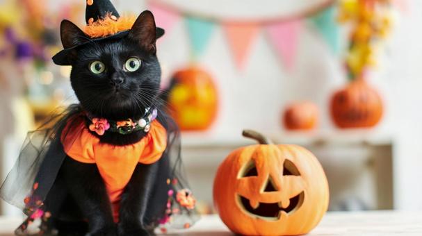 ハロウィン　魔女に扮した黒猫の写真