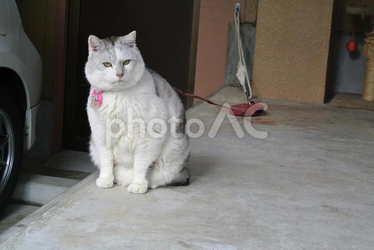 ふてにゃん 動物,猫科の,家庭のの写真素材