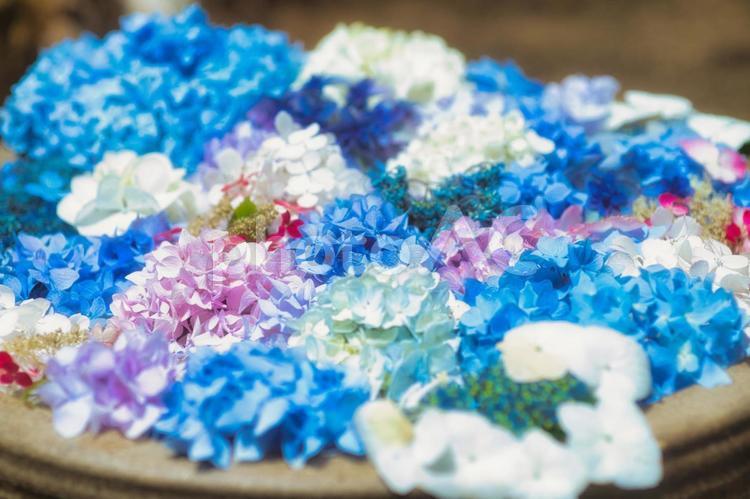 アジサイ　紫陽花　あじさい 6月,紫陽花,2023年の写真素材