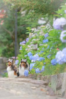 Photo, dog, outdoors, the scenery, 