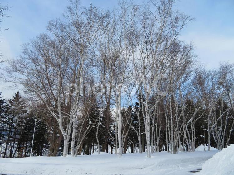 冬の北海道 北海道,冬,雪原の写真素材