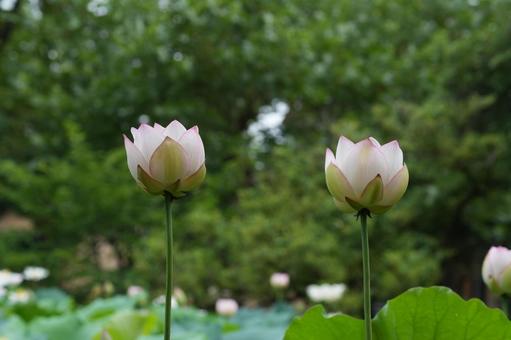 Lotus, JPG