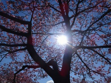 河津桜の公園-33 河津桜の公園-33の写真