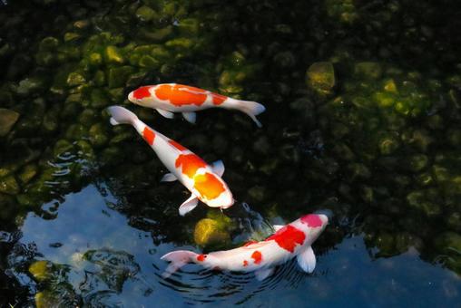 池の中を泳ぐ鯉 池の中を泳ぐ鯉 コイ,魚類,生き物の写真素材