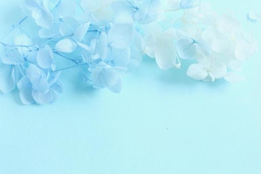 青い花の背景 花,背景,背景素材の写真素材