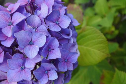 紫陽花 紫陽花の写真