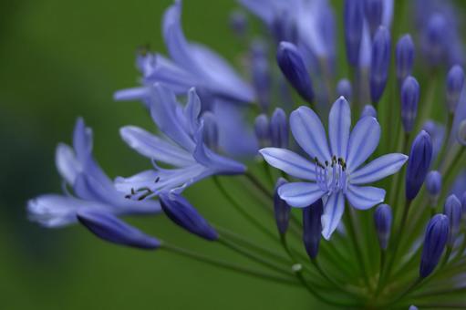 Photo, agapanthus, purple clam, murasaki kunsiran, 