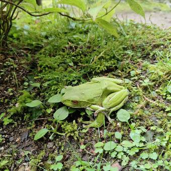 Photo, moria gull frog, a frog, frog, 