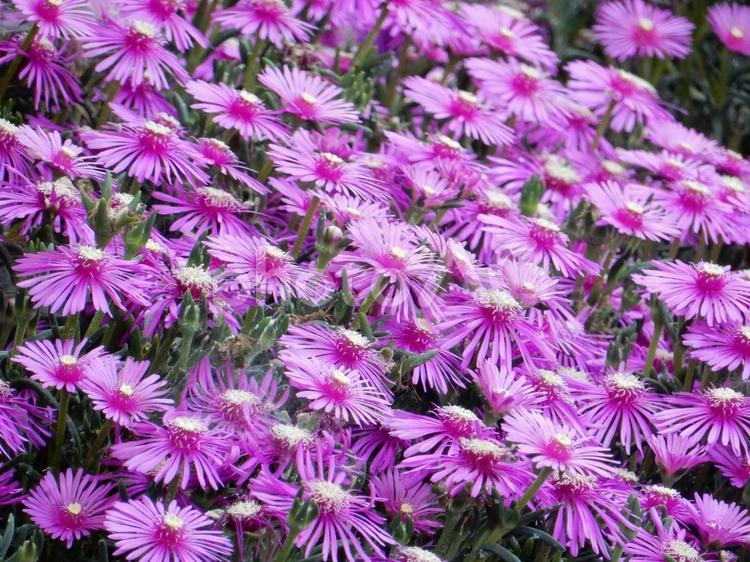 【花の写真】マツバギク（松葉菊） マツバギク,松葉菊,ハマミズナ科の写真素材