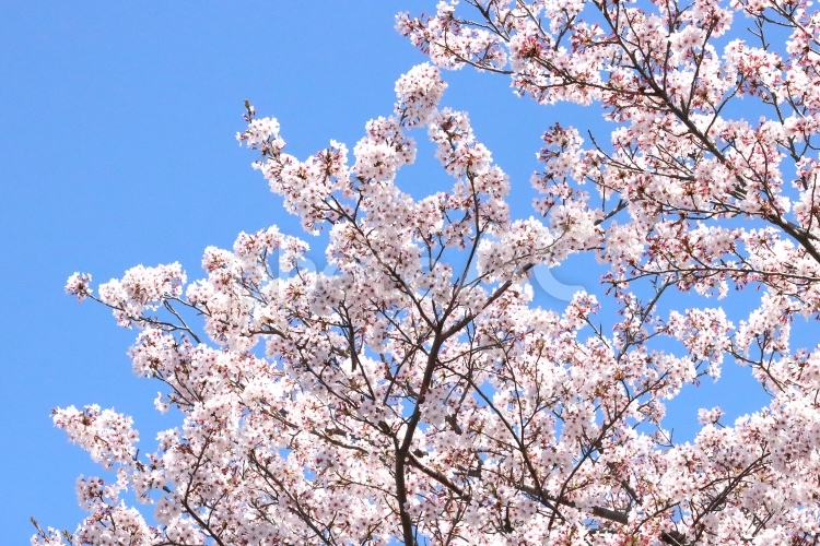 さくらソメイヨシノ 花,さくら,桜の写真素材