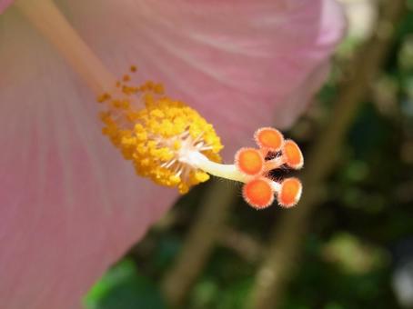 温室に咲くハイビスカスの花芯部分拡大 温室に咲くハイビスカスの花芯部分拡大の写真