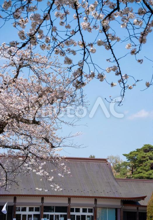 東京都　小金井公園で咲く桜 都市公園,武蔵野,満開の写真素材