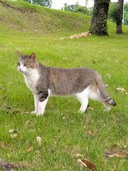 野良猫 野良猫 猫,野良猫,芝生の写真素材