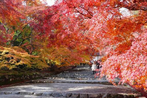 二尊院　紅葉の馬場 二尊院,紅葉の馬場,小倉山の写真素材