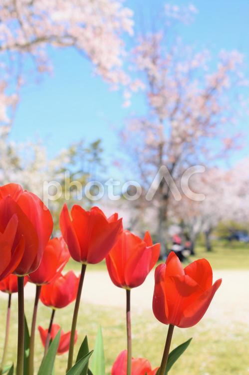 春の公園の風景、チューリップと桜 公園,春,桜の写真素材