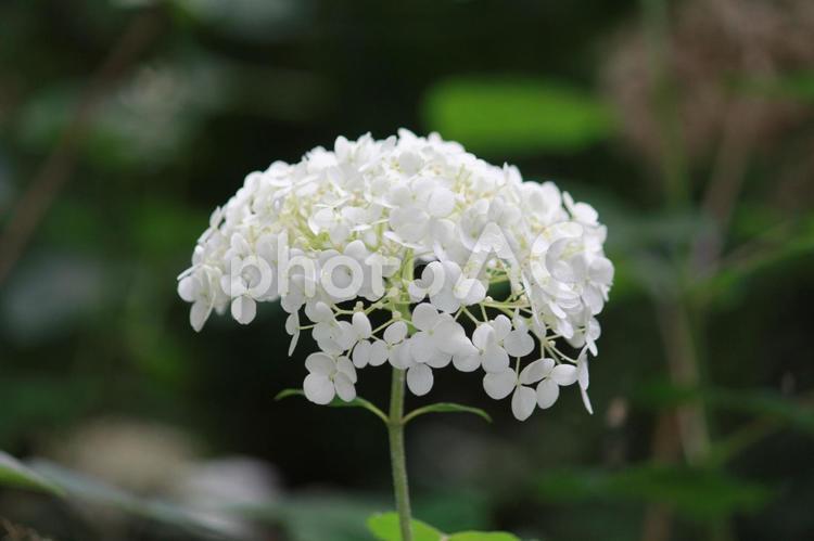 凛としつつ可憐に咲く白い紫陽花 自然,風景,美しいの写真素材
