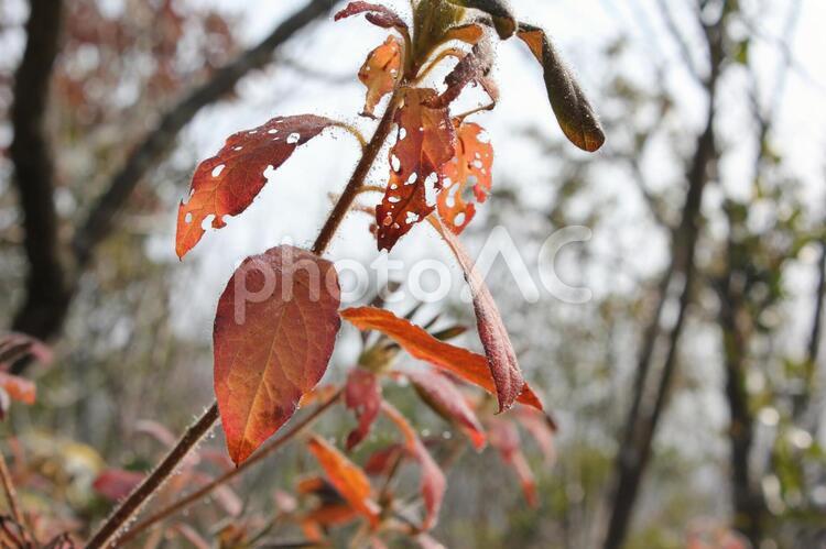 陽を透す枯れ葉 冬,枯れ葉,植物の写真素材