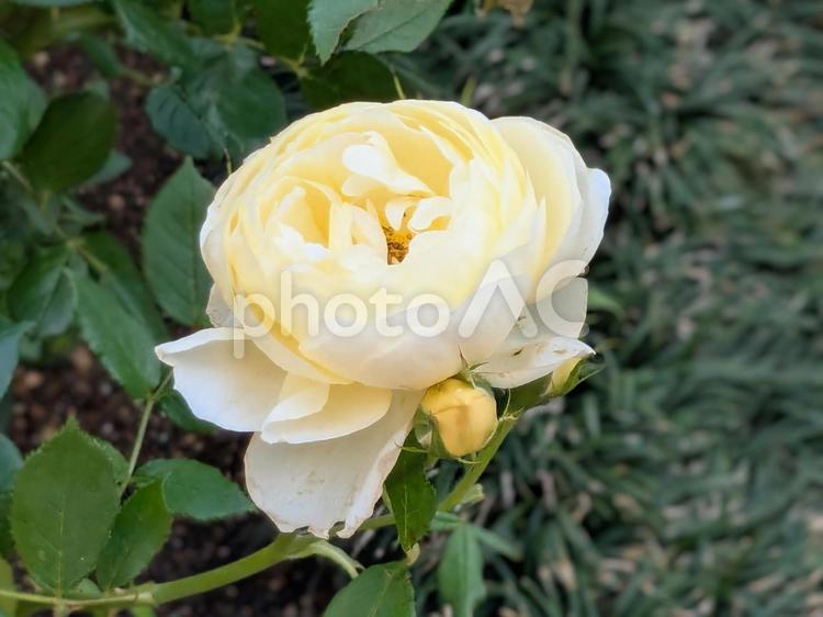 初夏の光に輝く淡黄色のバラ 横浜市役所,バラ,淡黄色のバラの写真素材