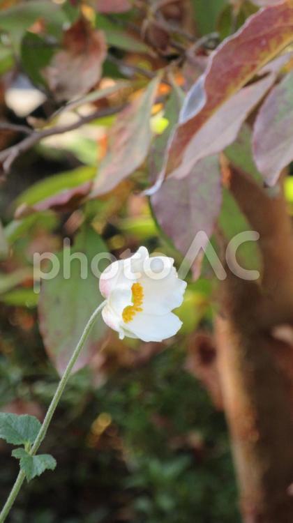 白いシュウメイギク一輪 シュウメイギク,秋明菊,秋の写真素材
