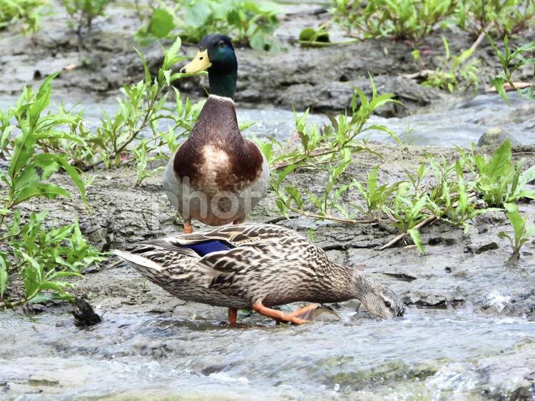 ペアのマガモ 鳥,野鳥,マガモの写真素材