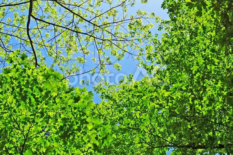 樹木と空 新緑,木漏れ日,青空の写真素材