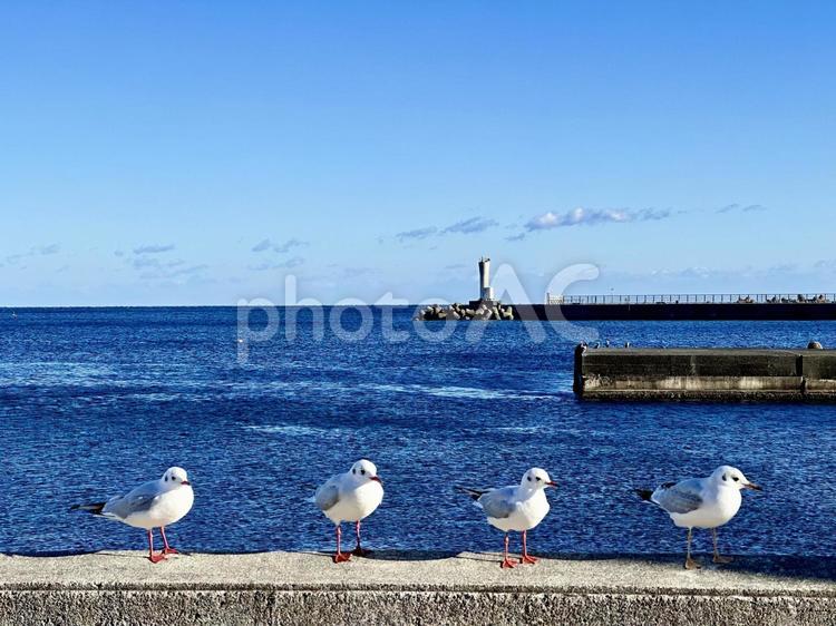 熱海の海を前に並ぶ海鳥達 海鳥,熱海,海の写真素材