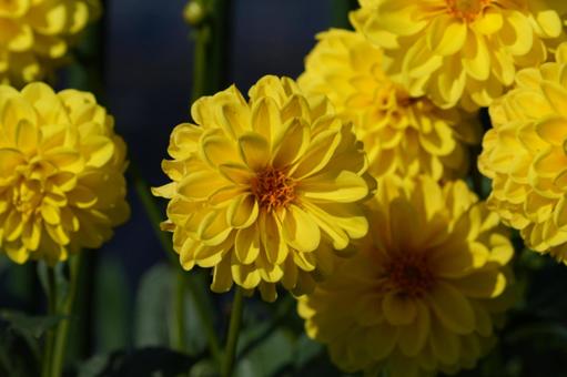 ダリア（イエローパール） ダリア,イエローパール,黄色の写真素材