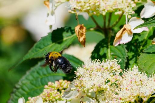 Photo, early summer, bear, honeybee family, 