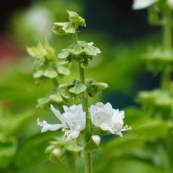 バジルの花序・正方形 バジルの花序・正方形 バジル,花,ハーブの写真素材