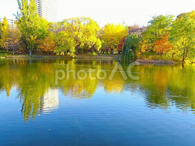 秋の紅葉が映る池とビル 秋,紅葉,水鏡の写真素材