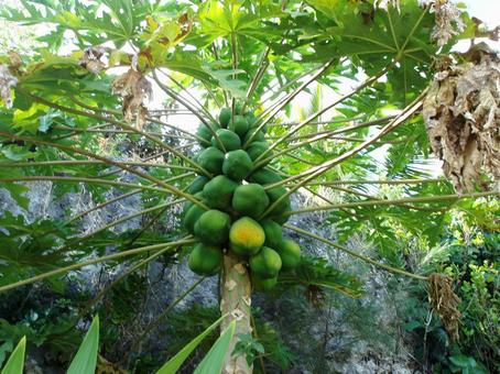 パパイヤ パパイヤ,フルーツ,南国の写真素材