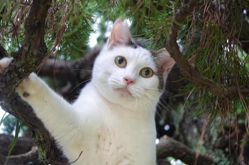 木に登るシロキジ猫 ネコ,保護猫,猫の写真素材