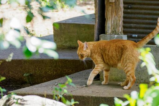 猫(190) 猫(190)の写真