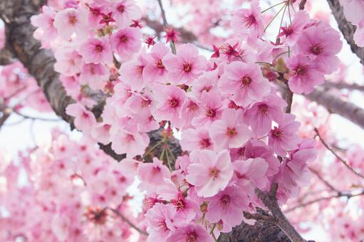 桜満開 桜満開の写真