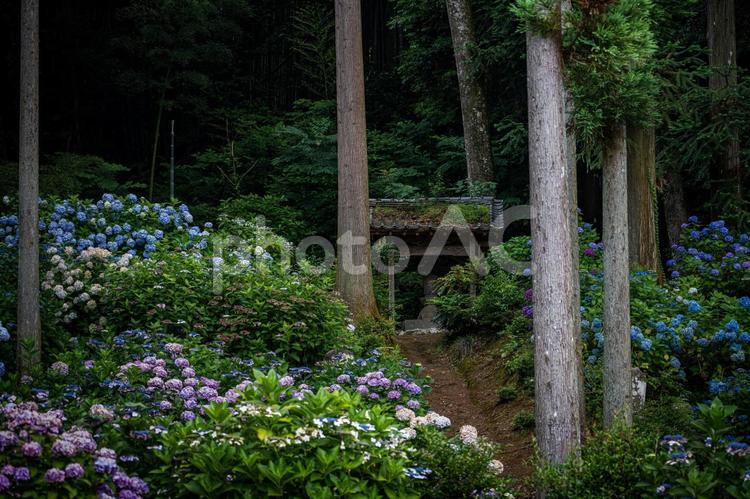 福岡-【千光寺のあじさい】 福岡県,久留米市,千光寺の写真素材