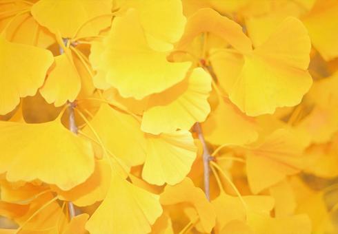 Ginkgo leaf background, JPG