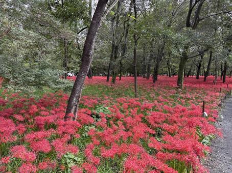 巾着田曼珠沙華公園。 巾着田曼珠沙華公園。 巾着田,巾着田曼珠沙華公園,埼玉県の写真素材