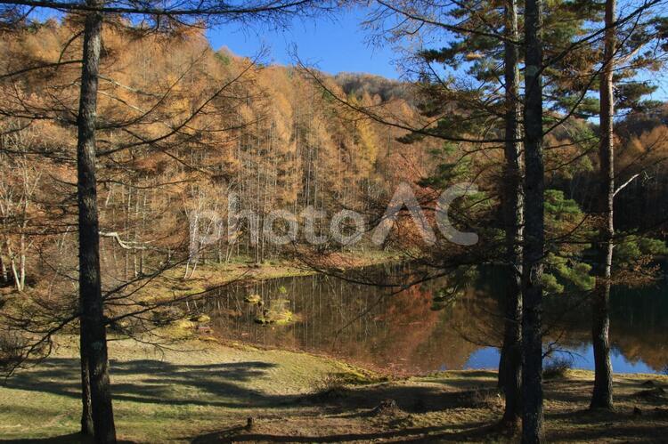 秋の御鹿池３ 秋,御鹿池,蓼科の写真素材
